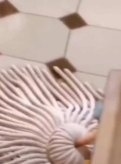 Ratatouille 🐀