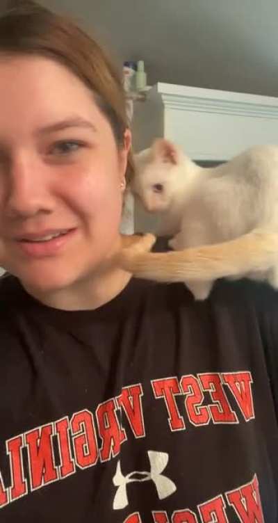"get two cats!" they said
