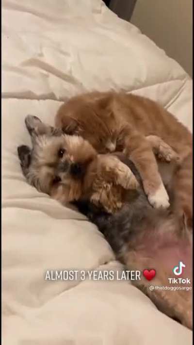 Well now I want a cat