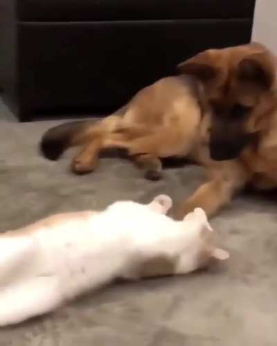 Gentle Giant