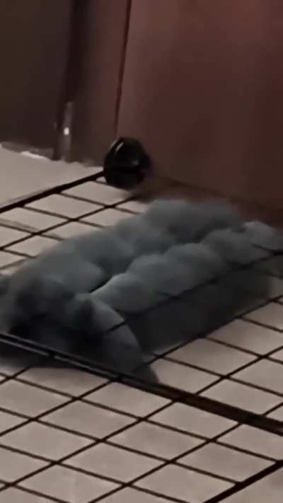 poor fella also got into a "nope" situation