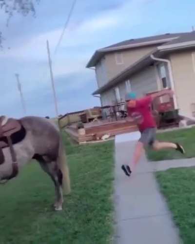 Horse