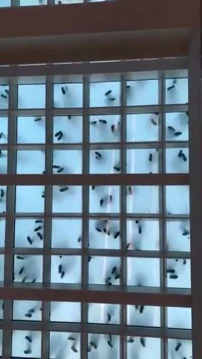 This is what a salsa dance party looks like from below a glass floor