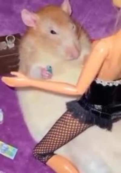 For people who ask BJ's hamster report