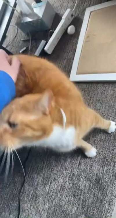 My boyfriend&rsquo;s cat is a certified squeaker