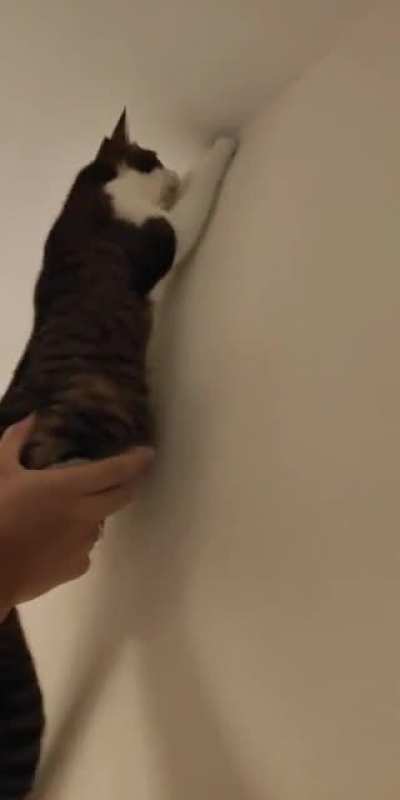 spidercat