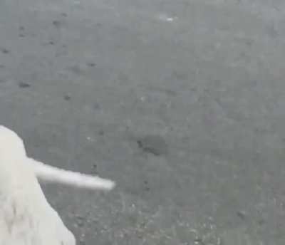 köpeğin de orospu çocuğu olanı varmış
