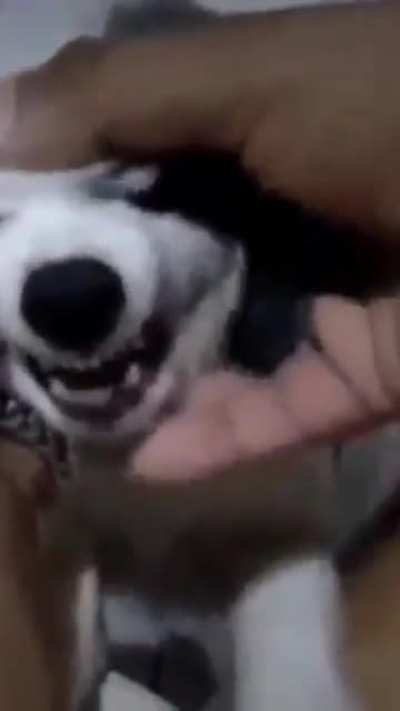 eu🐶nvr