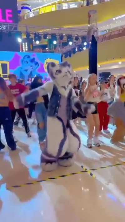 OMG &eth;&sup3; Seraqueen's cat Bao auditioning to be the next collab for K/DA &eth;&curren;&copy;&eth;&curren;&shy; 