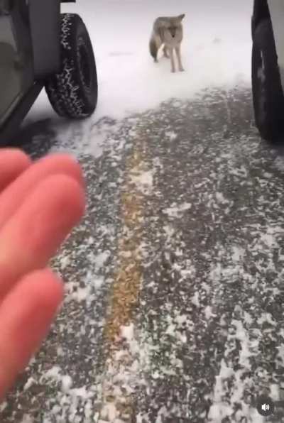 Coyotes Are Friendly, Right?