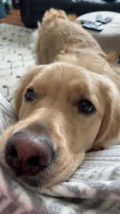 Anyone else&rsquo;s golden make this squeaky whining noise when they want attention? Sound on 😂