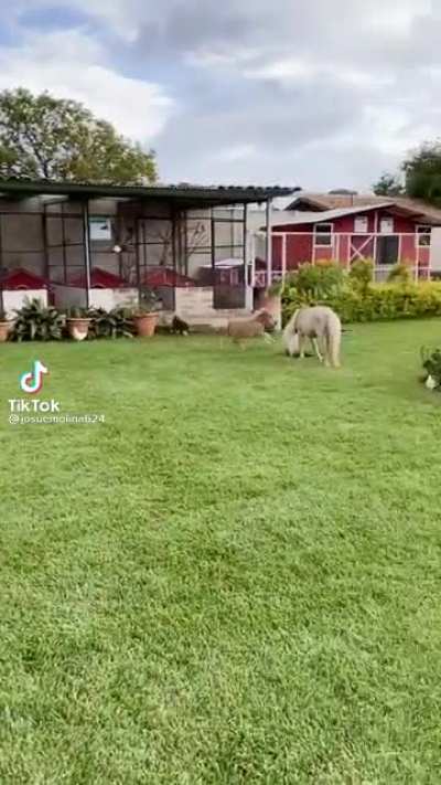 Tiny horse zoomies