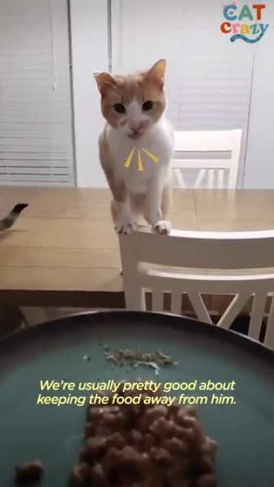 This cat is on a mission for food!
