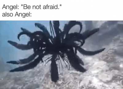 angel rule