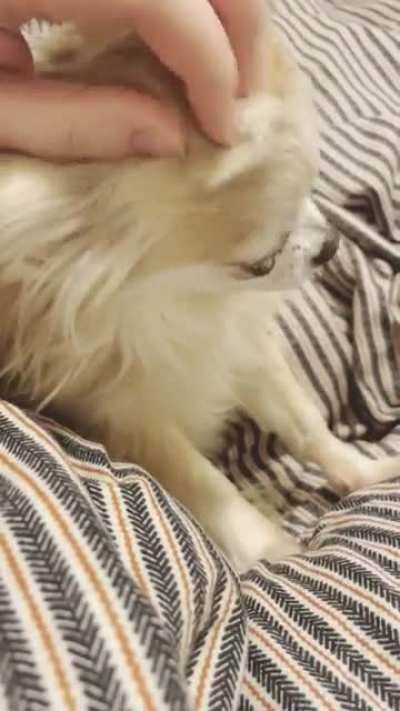 Rosie doesn&rsquo;t let you forget to keep petting her