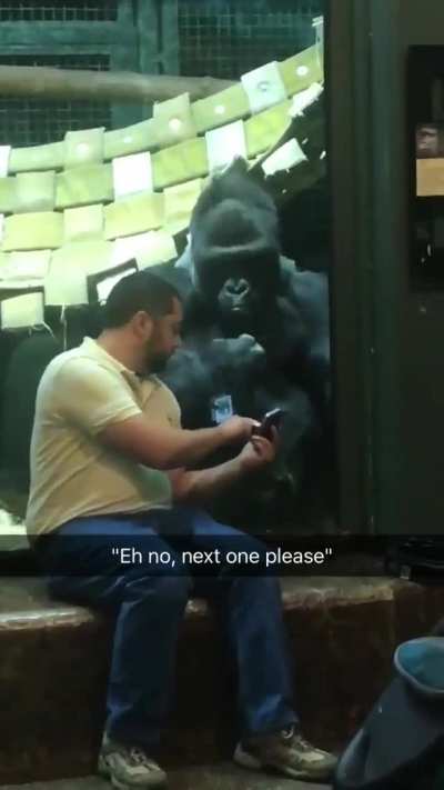 Dude Was Showing The Gorilla Pictures Of Female Gorillas And He For Real Is Like...