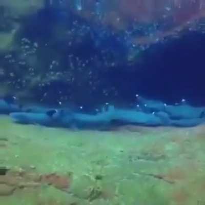 🔥 Guy filming resting Sharks &amp;amp; then...