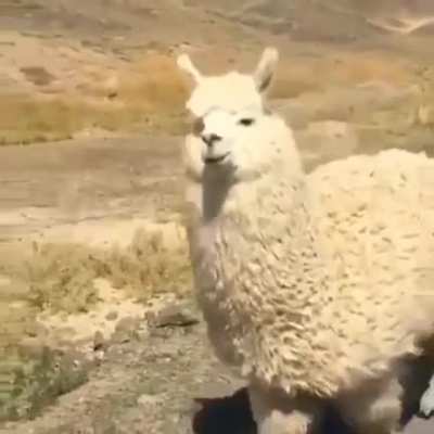 Heres a chonky alpaca