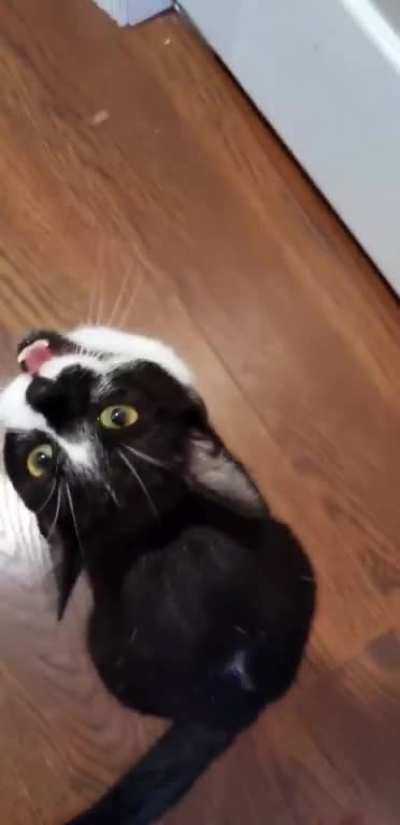 Ha-