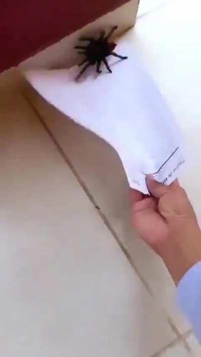 Recuerden no matar a las ara&ntilde;itas