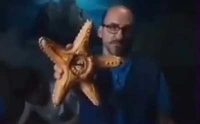 Starfish