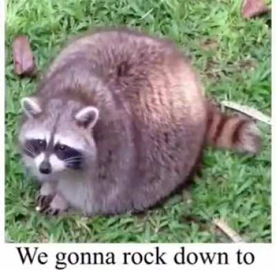 Blursed_racoon