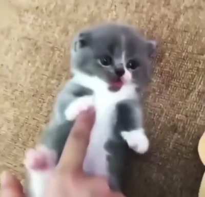 Kitty cutie :p
