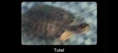 Tutel 😃