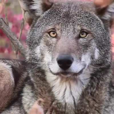 Red wolves are the greatest