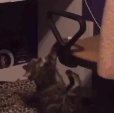 CaT FucKinG dIeS AtTEmPtIng tO CliMb A cHaIr