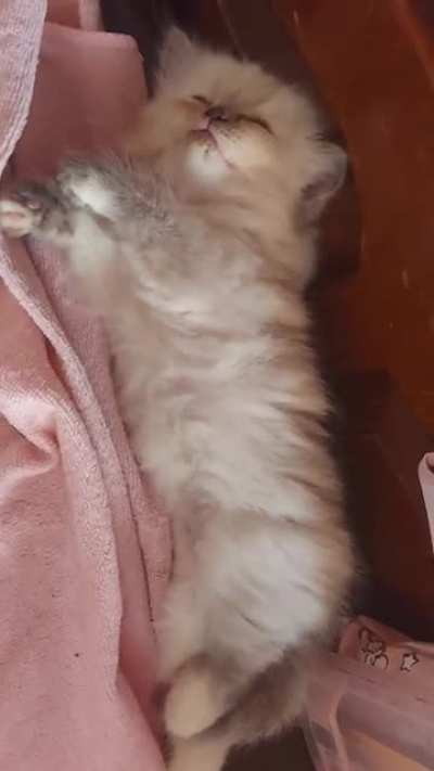 Why are you taking videos of me meow? I sleepy. No touch I sleepy.