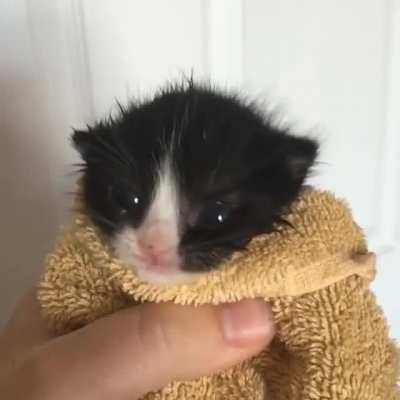 Illegally Smol Rawr
