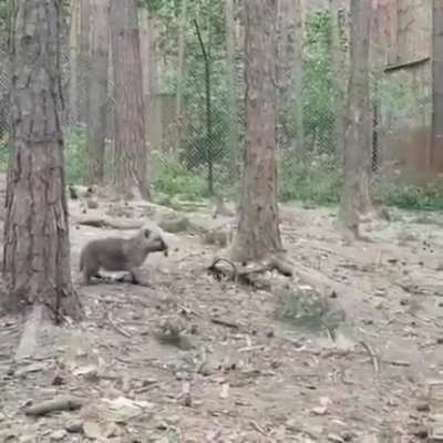 What a scary howl