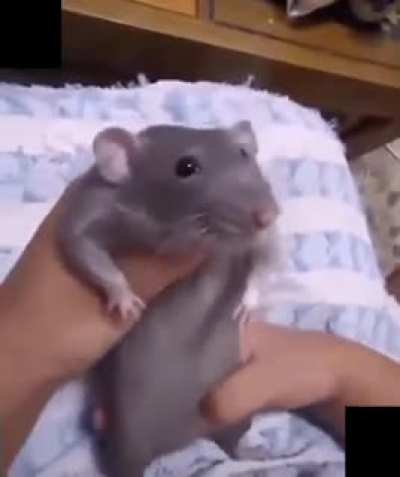 Si.