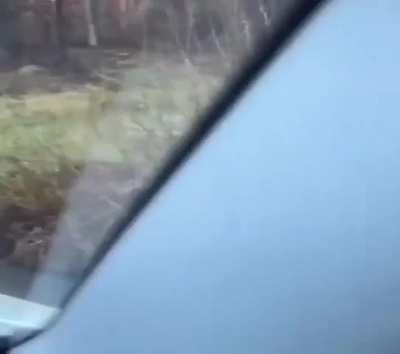 Car driver prevents cyclist from a potential wolf attack 