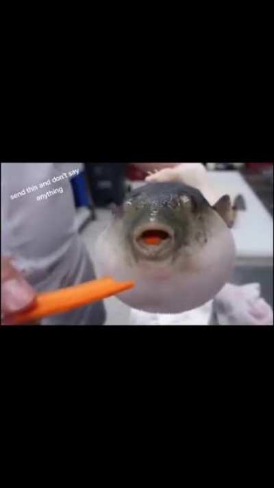 Fishy boy