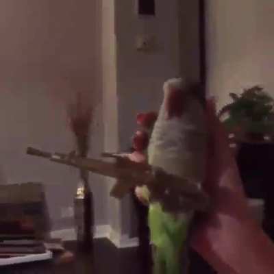 Birb