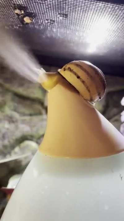 Anyone else&rsquo;s snail just climb and hang out on the humidifier output?