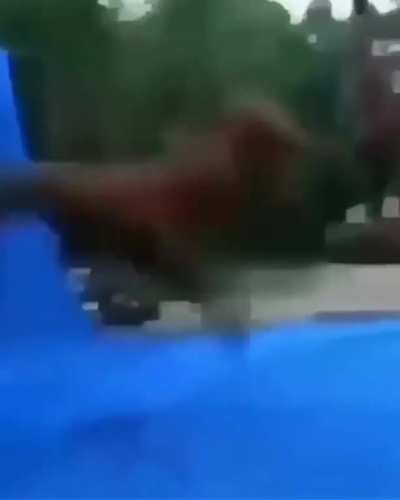 fly