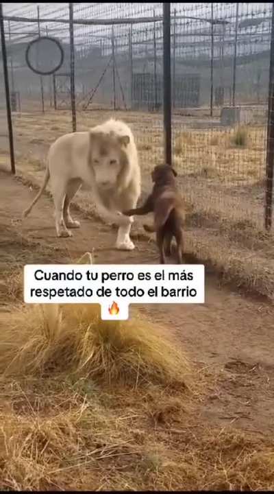 Lo importante son los contactos