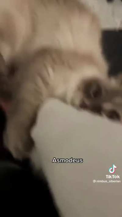 Everyone says rag doll cats are so sweet yet everyone I&rsquo;ve met is an asshole I love them