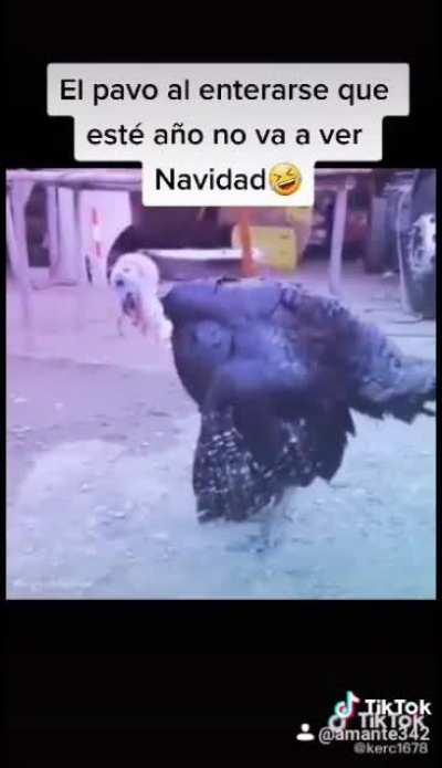 Dancing the festival