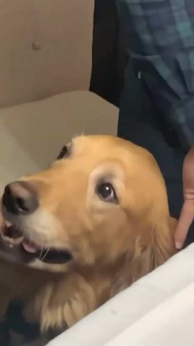 Woof_irl