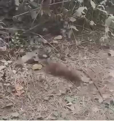 Deez Nutz