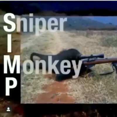 Monkey