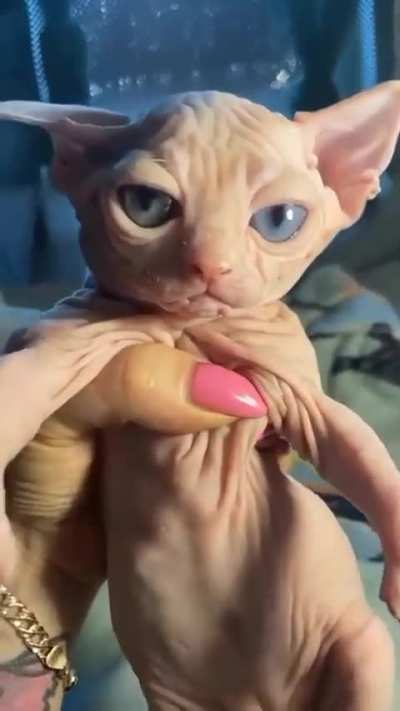Sad Baby Bingus