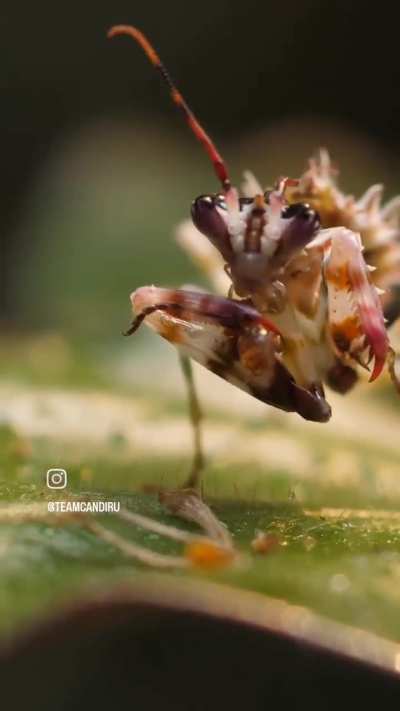 🔥 Spiny flower mantis hunting a fly.