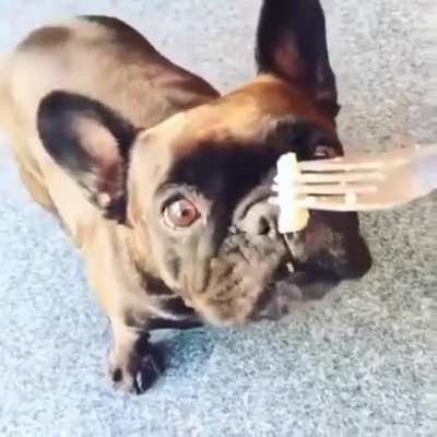 Letting your dog smell Surstr&ouml;mming