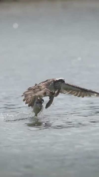 Amazing capture with focus on an Osprey's great dive and hunt