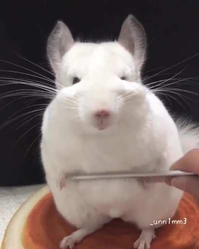 Brushy brushy